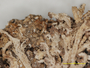 Cladonia mitrula f. microcarpa image