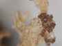 Cladonia mitrula image