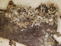 Cladonia koyaensis image