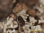 Cladonia koyaensis image