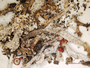 Cladonia pseudosipeana image