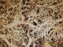 Cladonia luzonensis image