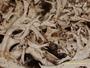 Cladonia luzonensis image