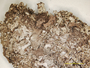 Cladonia mitrula f. epiphylloma image