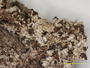 Cladonia mitrula f. epiphylloma image