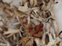 Cladonia dissecta image