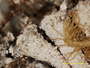 Cladonia leprocephala image
