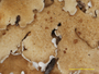 Cladonia prostrata image