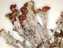 Cladonia microscypha image