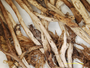 Cladonia gracilis subsp. vulnerata image
