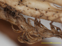 Cladonia gracilis subsp. vulnerata image