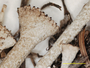 Cladonia libifera image