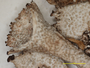 Cladonia libifera image