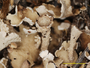 Cladonia extracorticata image