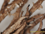Cladonia hondoensis image