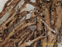 Cladonia hondoensis image