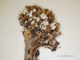 Cladonia gracilis subsp. elongata image