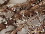Cladonia patagonica image