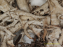 Cladonia plombii image
