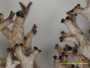 Cladonia plombii image