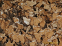 Cladonia macrophylliza image