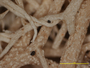 Cladonia leptoclada image