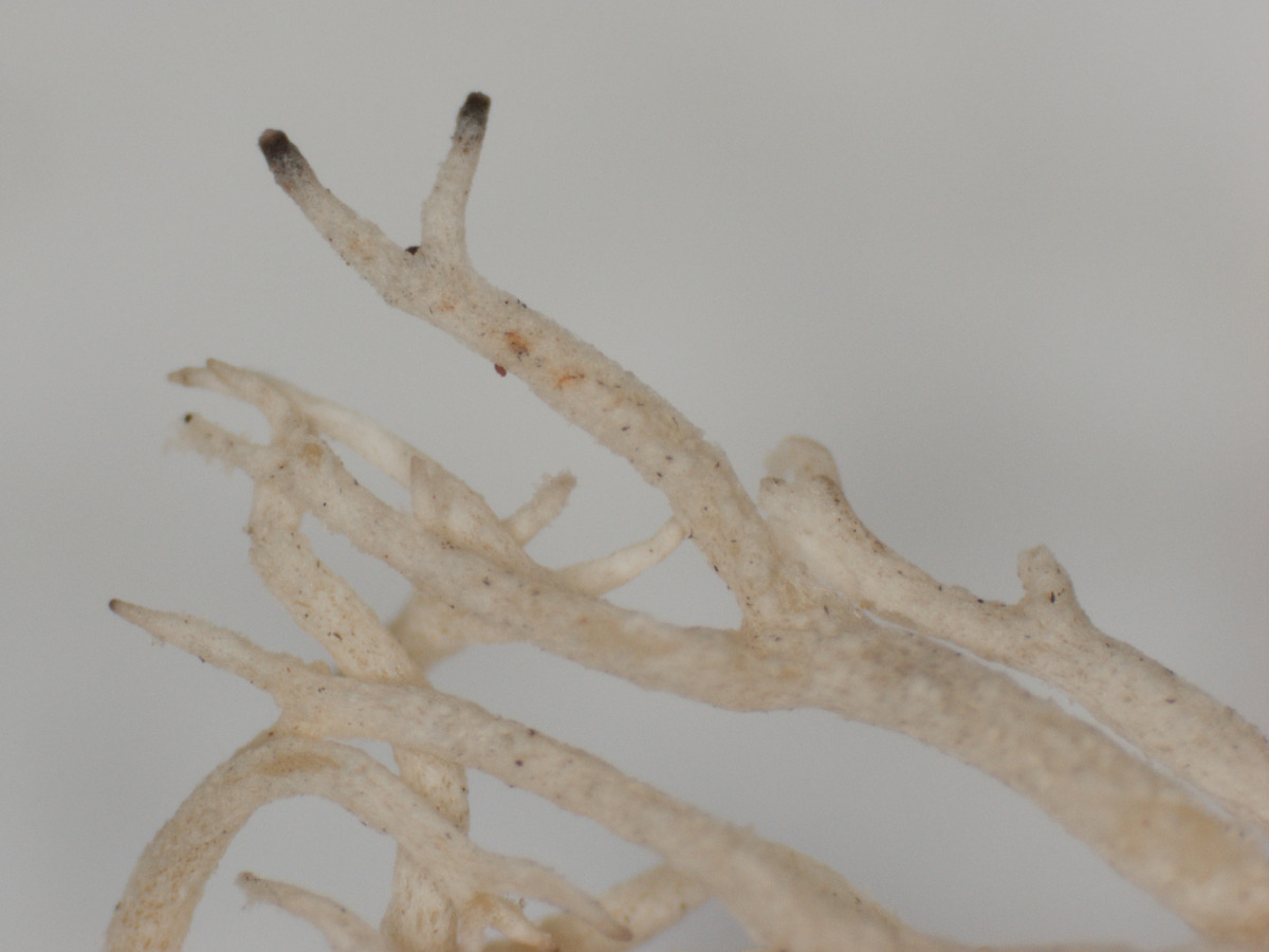 Cladonia leptoclada image