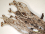 Cladonia furfuracea image