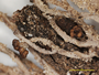 Cladonia furfuracea image