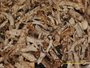 Cladonia pseudorangiformis image