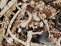 Cladonia mutabilis image