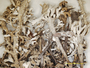 Cladonia magyarica image