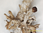 Cladonia magyarica image
