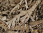 Cladonia merrillii image