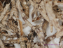 Cladonia merrillii image