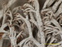 Cladonia arbuscula subsp. mitis image