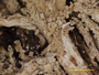 Cladonia ochracea image