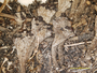 Cladonia merochlorophaea image