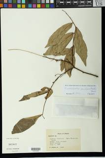 Image of Friesodielsia gracilipes
