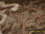 Platythecium floridanum image