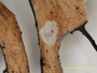 Hypotrachyna (Everniastrum) image