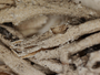 Cladonia rappii image