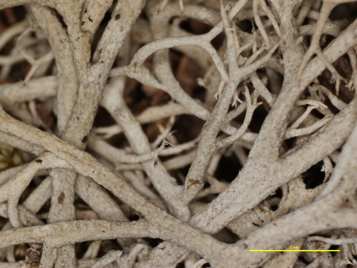 Cladonia subtenuis f. setigera image