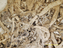 Cladonia robusta image