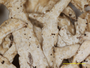 Cladonia robusta image