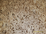 Cladonia spinea image