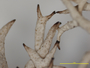 Cladonia spinea image