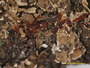 Cladonia subcariosa image