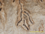 Graphis cladophora image