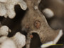 Cladonia robbinsii image